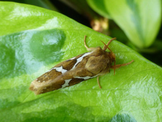 Brown white moth green leaf - female free wallpaper