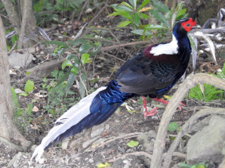 Bird red head white tail - a red head free wallpaper