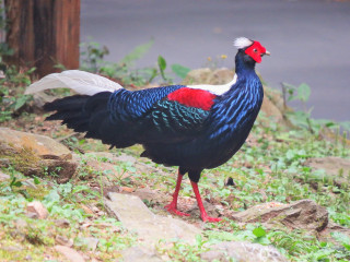 Colorful bird rocky hillside tree - a rocky hillside next free wallpaper