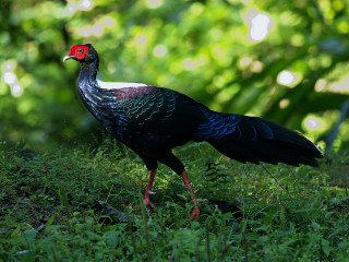 Red head black bird grass - a black body free wallpaper