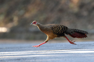 Bird red beak walking wings - the road free wallpaper