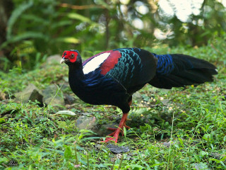 Colorful bird green forest jigsaw - a red beak free wallpaper