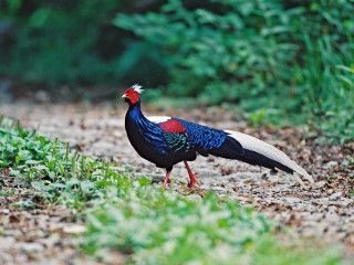 Bird red head blue tail - a red head free wallpaper