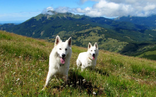 White dogs grassy field mountains - a grassy field free wallpaper