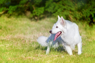 White dog sitting grass tongue 2 - a white dog free wallpaper