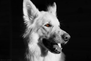 White dog red eye black - a red eye free wallpaper
