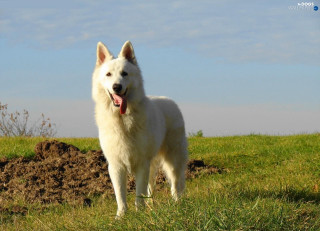 White dog field blue sky - a white dog free wallpaper