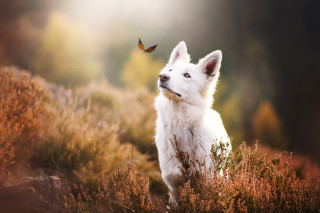 White dog field butterfly bird - a white dog free wallpaper