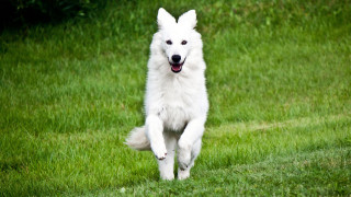 White dog running grassy field - action pose free wallpaper