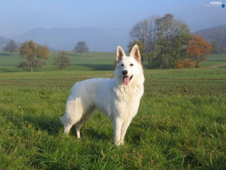 White dog field mountains grass - the background and grass free wallpaper