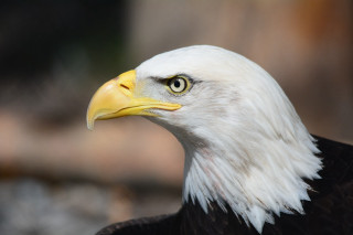 Bald eagle yellow beak white - yellow beak free wallpaper