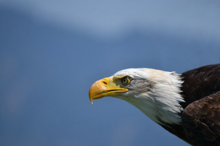 Bald eagle yellow beak white 2 - yellow beak free wallpaper