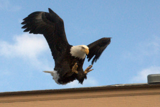 Bald eagle flying wings spread 3 - northwest free wallpaper