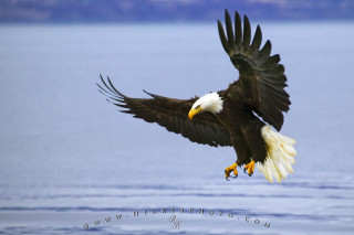 Bald eagle flying water wings 3 - bald free wallpaper