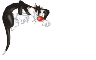Black white cat red nose - cat free wallpaper