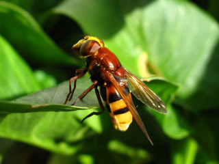 Bee closeup leaf background blurry - the background and a blurry background of leaves free wallpaper