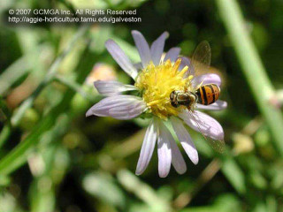Bee flower yellow center black - a bee free wallpaper