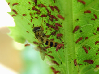 Red bugs green leaf white - white spot free wallpaper