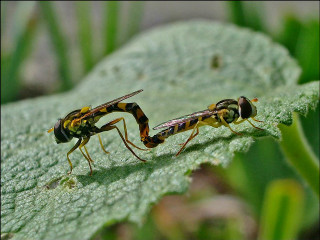 Bees fighting green leaf grass - grass free wallpaper for desktop