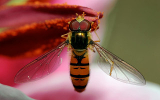 Fly closeup flower pink petals - pink petal free wallpaper