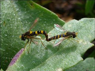 Yellow black bugs leaf green - a leaf free wallpaper for desktop