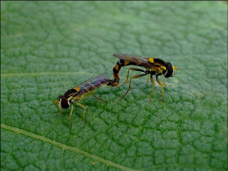 Bees green leaf macro award - free nature wallpaper
