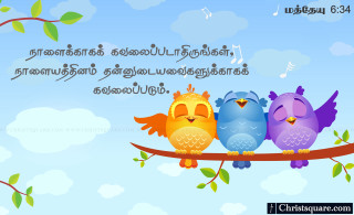 Three birds sitting branch quote - sorry free wallpaper