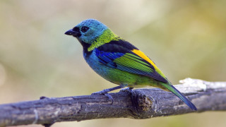 Colorful bird perched tree branch 13 - a branch of a tree branch free wallpaper