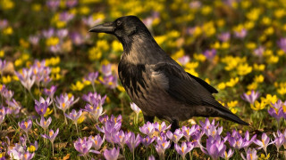 Black bird field purple yellow - a black bird free wallpaper