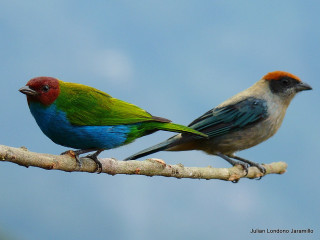Two birds branch blue sky - one bird free wallpaper