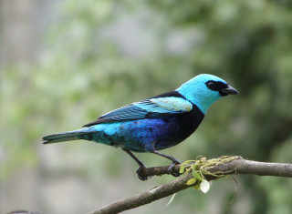 Blue bird sitting branch tree - alan pollack free wallpaper