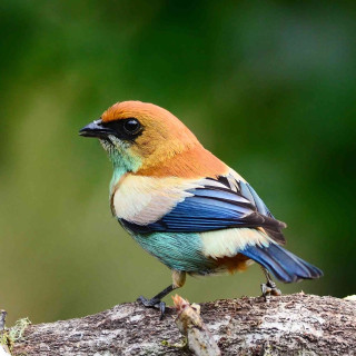 Colorful bird forest branch wildlife - free bird wallpaper for tablet