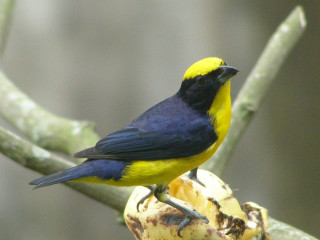 Yellow black bird branch tree - mouth free wallpaper