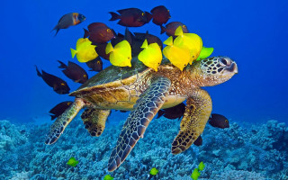 Turtle fish corals yellow flower - fish and corals free wallpaper