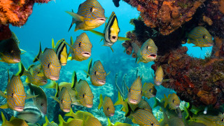 School fish coral reef background - a coral reef free wallpaper