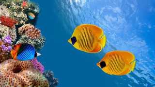 Yellow fish coral reef sponge 2 - underwater free wallpaper for desktop