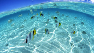 Fish swimming shallow ocean blue - underwater free wallpaper