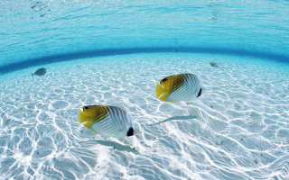 Two fish swimming shallow pool 2 - a blue sky above them free wallpaper