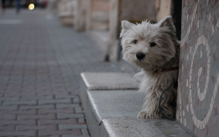 Small white dog sidewalk brick - a sidewalk next free wallpaper