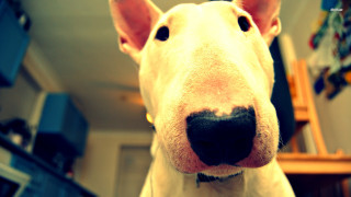 Dog face closeup blurry background 2 - fisheye len free wallpaper