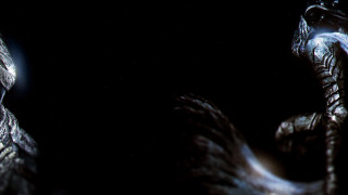 Black background bird light head - cinematography free wallpaper