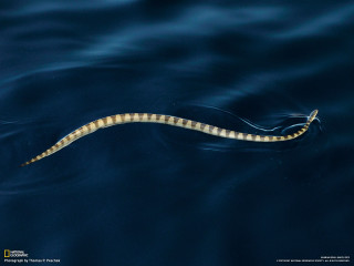 Long legged sea snake swimming - arie smit free wallpaper
