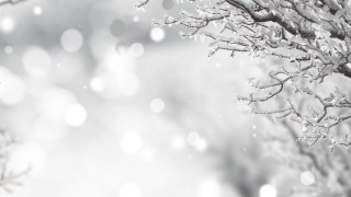 Snowy moonlit branch bokeh winter - ambient free wallpaper for desktop