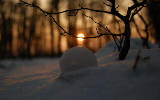 Snowball snow treebranch sunset background - the snow next free wallpaper