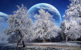 Snow covered forest blue moon - forest free wallpaper for desktop