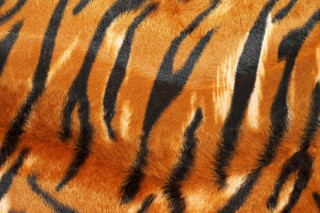 Tiger fur pattern black stripes - texture free wallpaper for desktop