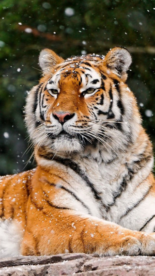 Tiger laying snow eyes closed - andrew law free wallpaper for mobile