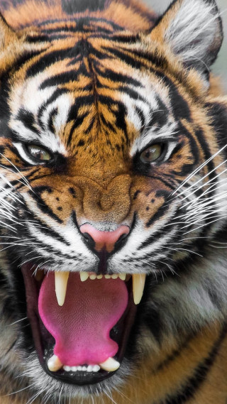 Tiger mouth open teeth wide 6 - its mouth open free wallpaper for mobile