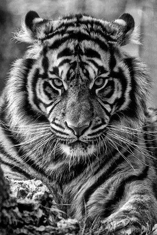 Tiger black white photo tree - majestic free wallpaper for mobile