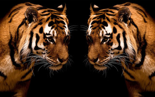 Tigers facing each other heads - symmetric free wallpaper